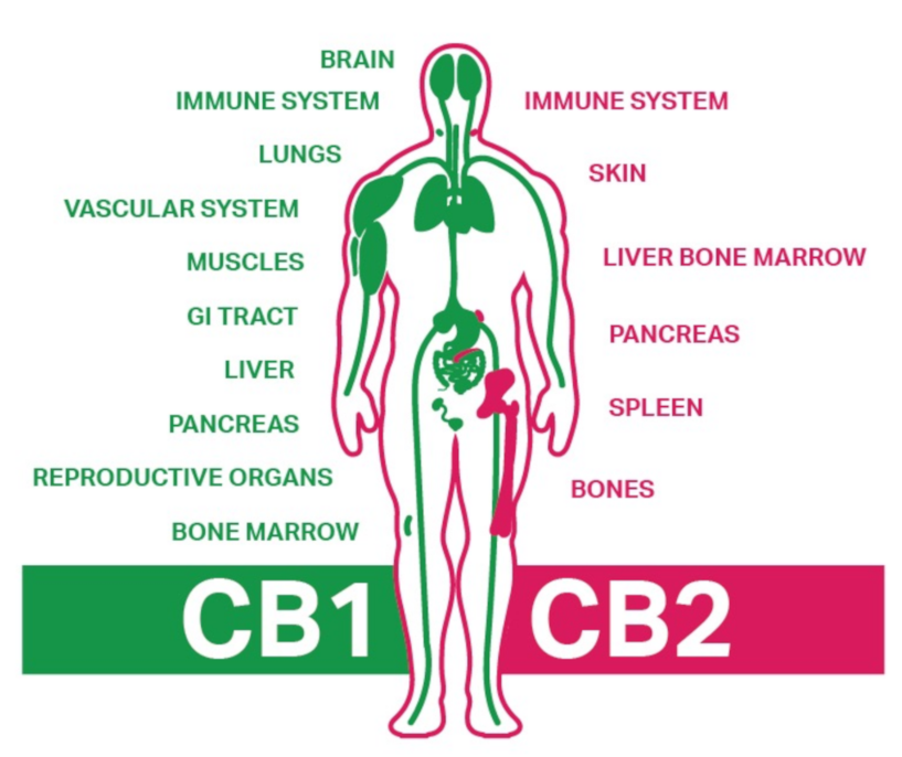 CB1 -
      CB2