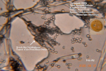 Penicillium