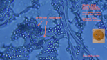 Penicillium