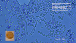 Penicillium Spores